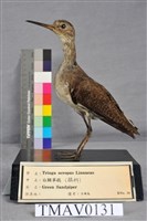 藏品(白腰草鷸)的圖片